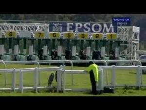 Video preview image for Epsom Downs 14:00 - Download Epsom's Android Or Iphone App Now Maiden Stakes