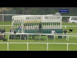 Video preview image for Sandown Park 16:45 - Support Racehorse Sanctuary Text: 70070 'Hors20 5' Handicap (Jockey Club Grassroots Middle Distance Series Qualifier)