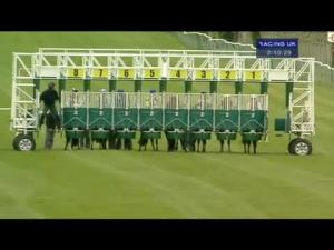 Video preview image for Redcar 14:10 - Up The Boro At Wembley Maiden Auction Stakes