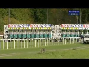 Video preview image for Pontefract 14:10 - Bet Toteplacepot Nursery