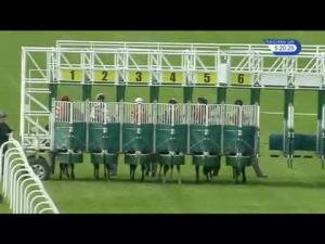 Video preview image for Hamilton Park 17:20 - Glasvegas Headlining Here Next Week Handicap