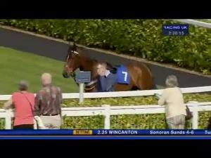 Video preview image for Wincanton 14:25 - Blackmore Building Contractors Novices' Hurdle