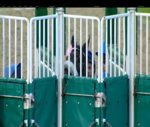 Video preview image for Dundalk 20:00 - Crowne Plaza Race & Stay Fillies Maiden