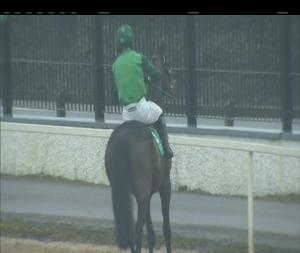 Video preview image for Navan 16:00 - Ten Up Novice Chase (Grade 2)