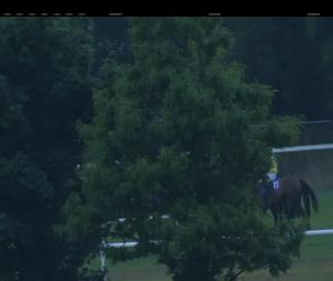 Video preview image for Wexford 20:50 - Irish Stallion Farms European Breeders Fund Mares I.N.H. Flat