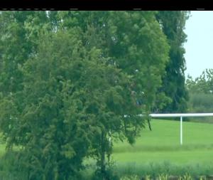 Video preview image for Clonmel 17:45 - Bbq Evening At Clonmel Races Handicap Hurdle (80-95)