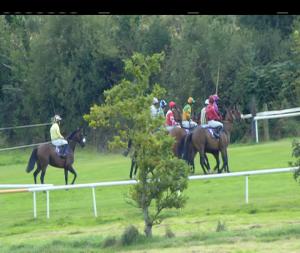 Video preview image for Wexford 16:20 - Sulzer Novice Chase